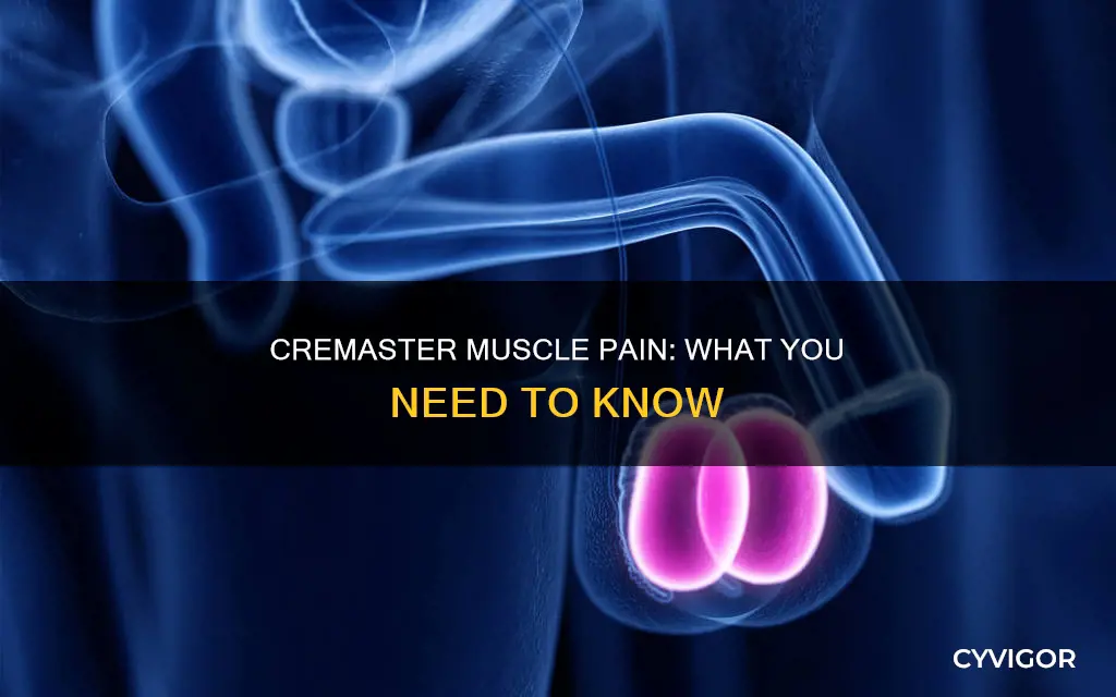 can an overactive cremaster muscle cause pain