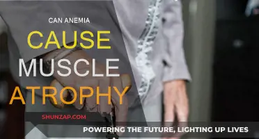 Anemia and Muscle Atrophy: Is There a Link?