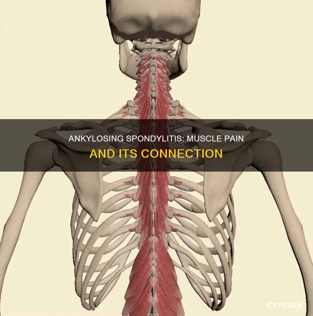 can ankylosing spondylitis cause muscle pain