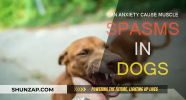 Anxious Dogs: Muscle Spasms and Calming Techniques