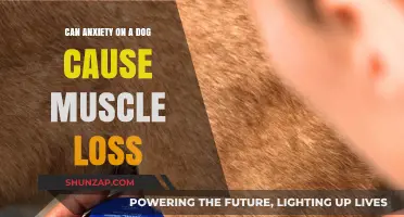 Anxious Dogs: Can Their Anxiety Cause Muscle Loss?