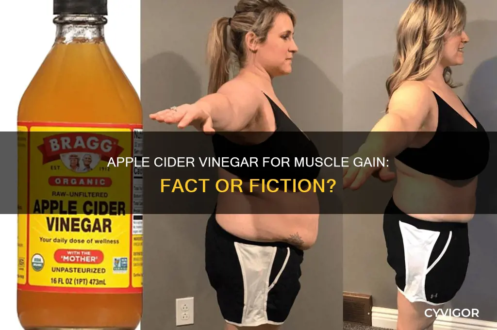 can apple cider vinegar help you gain muscle