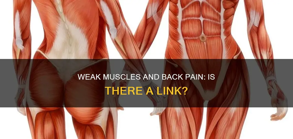 can back pain be caused by weak muscles