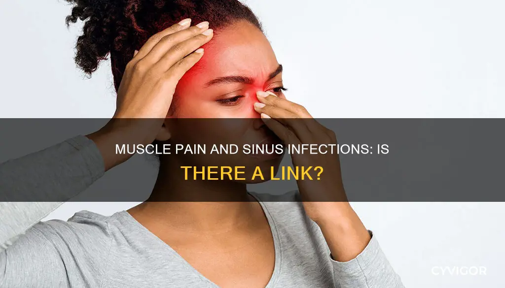 can bacterial sinus infection cause muscle pain