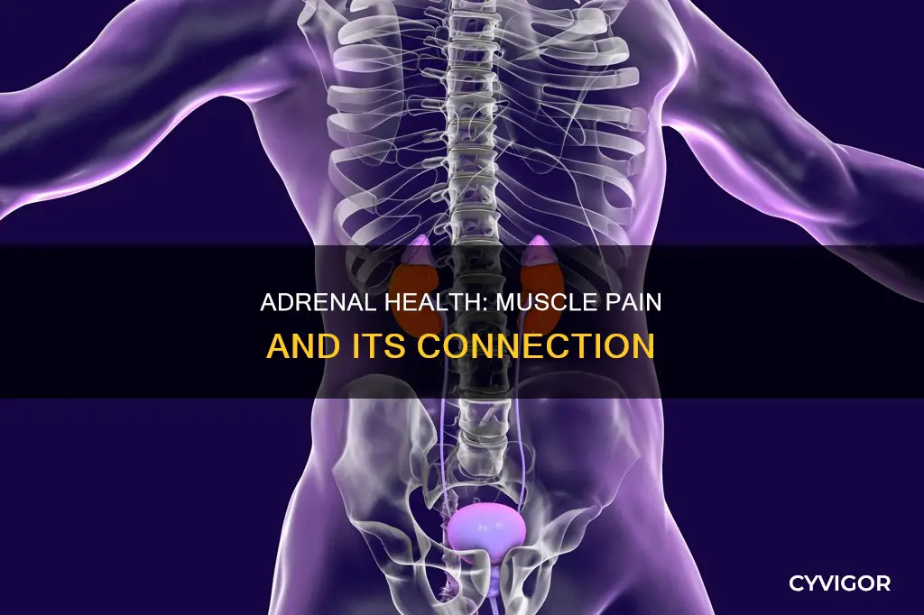 can bad adrenal health cause muscles to hurt