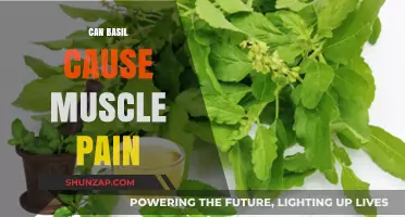 Basil's Dark Side: Muscle Pain and You