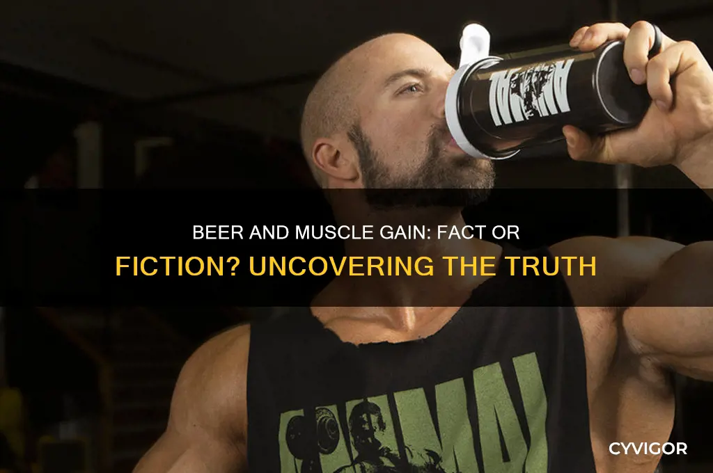 can beer help you gain muscle