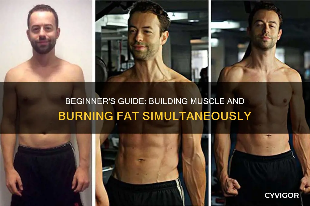 can beginners gain muscle and lose fat