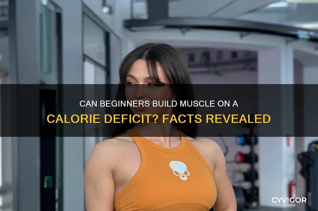 can beginners gain muscle on deficit