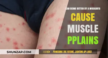 Mosquito Bites: Unlikely Culprits of Muscle Pain