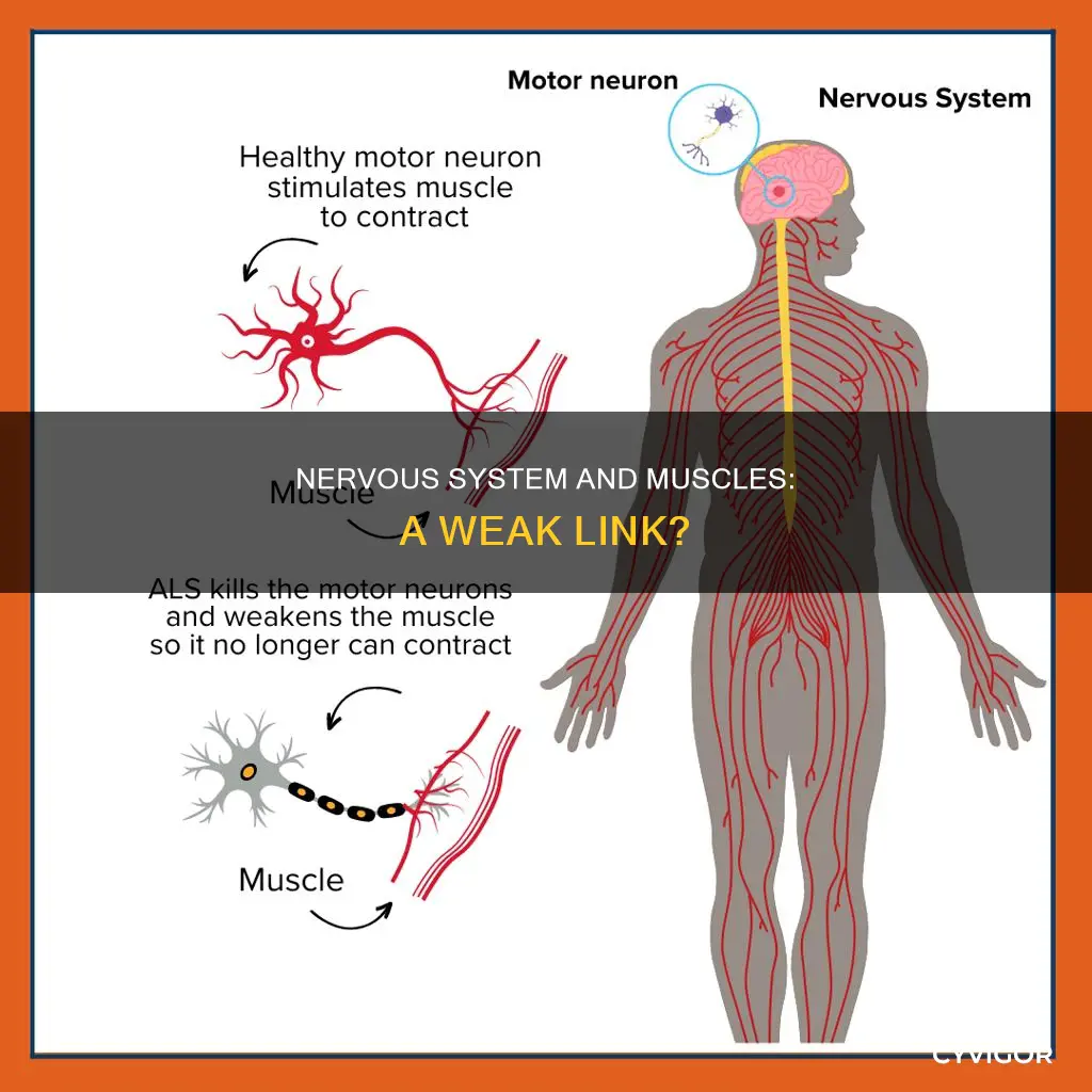 can being nervous cause muscle weakness