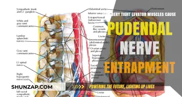 Tight Levator Muscles: A Cause of Pudendal Nerve Entrapment?