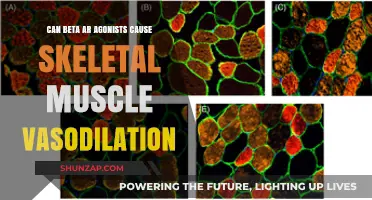 Beta-Adrenoceptor Agonists: Skeletal Muscle Vasodilation Effects