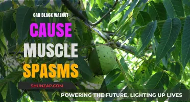 Black Walnut's Dark Side: Muscle Spasms and You