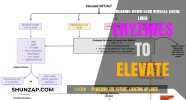 Lean Muscle Breakdown: Liver Enzyme Elevation Mystery