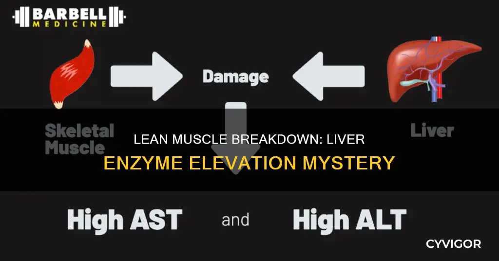 can breaking down lean muscle cause liver enyzmes to elevate