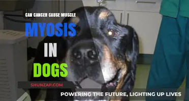Cancer's Link to Muscle Myositis in Dogs