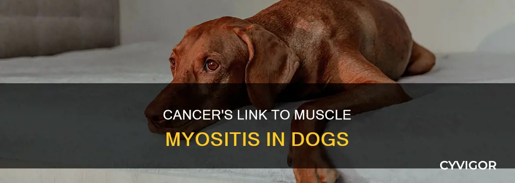 can cancer cause muscle myosis in dogs
