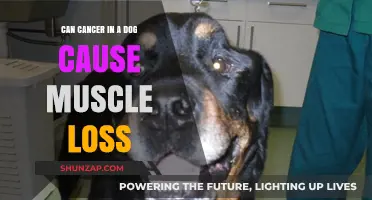 Cancer-Related Muscle Loss in Dogs: What You Need to Know