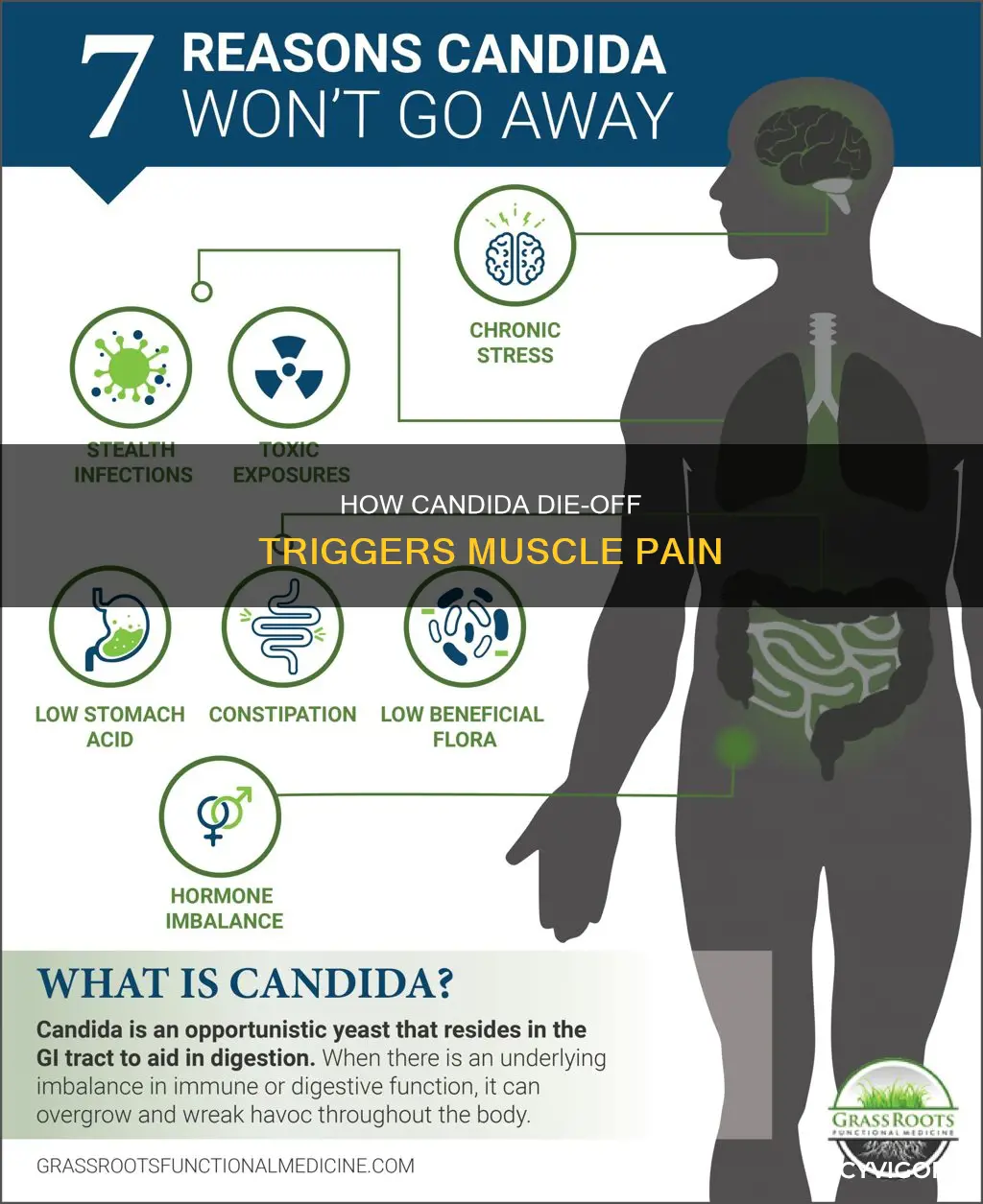 can candida die off cause muscle pain