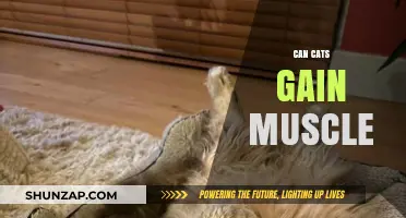 Can Cats Build Muscle? Unlocking Feline Fitness Secrets