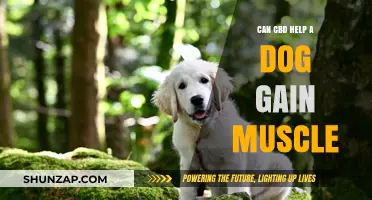 CBD for Canine Muscle Growth: Benefits and Considerations