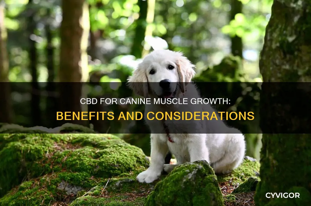 can cbd help a dog gain muscle