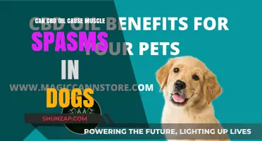 CBD Oil and Muscle Spasms in Dogs: What's the Link?