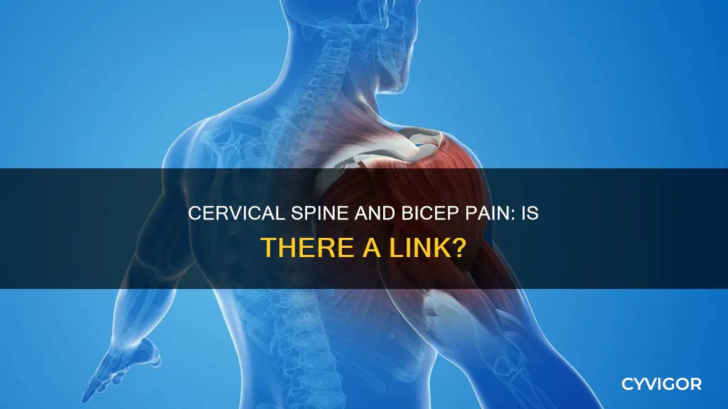 can cervical spine cause bicep muscle pain