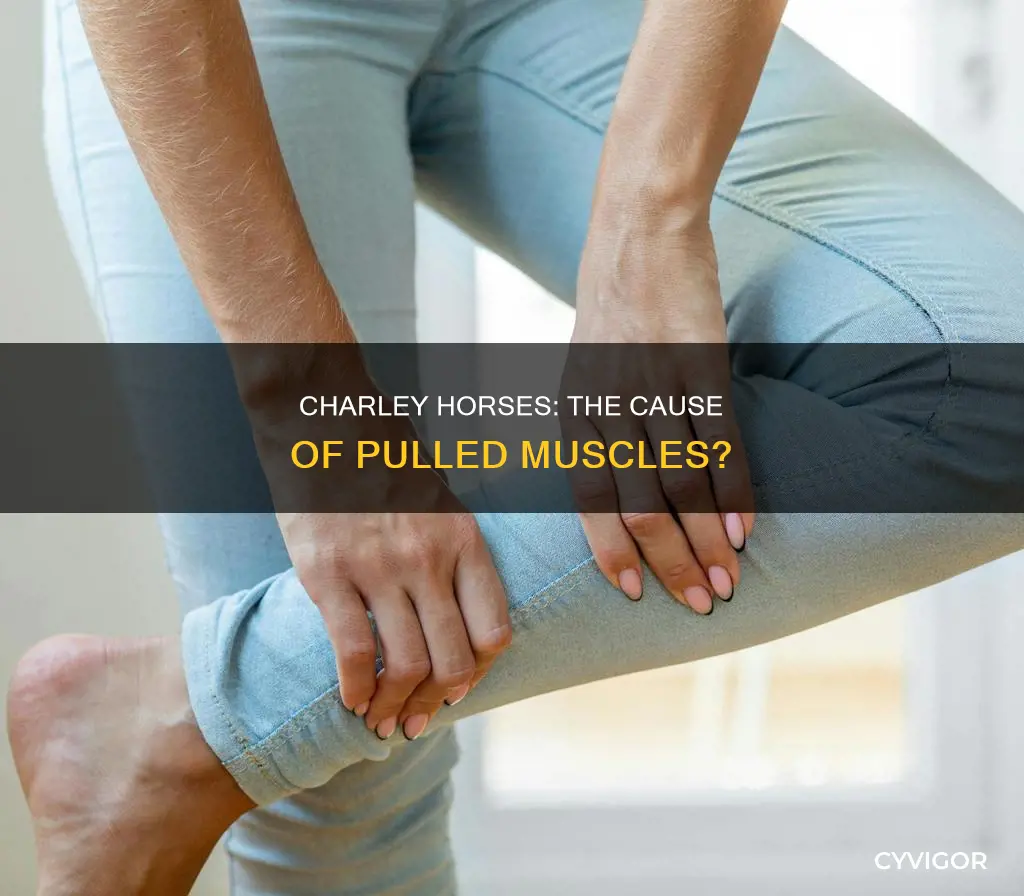 can charley horse cause pulled muscle