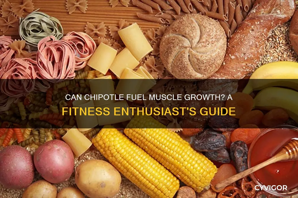 can chipotle help you gain muscle
