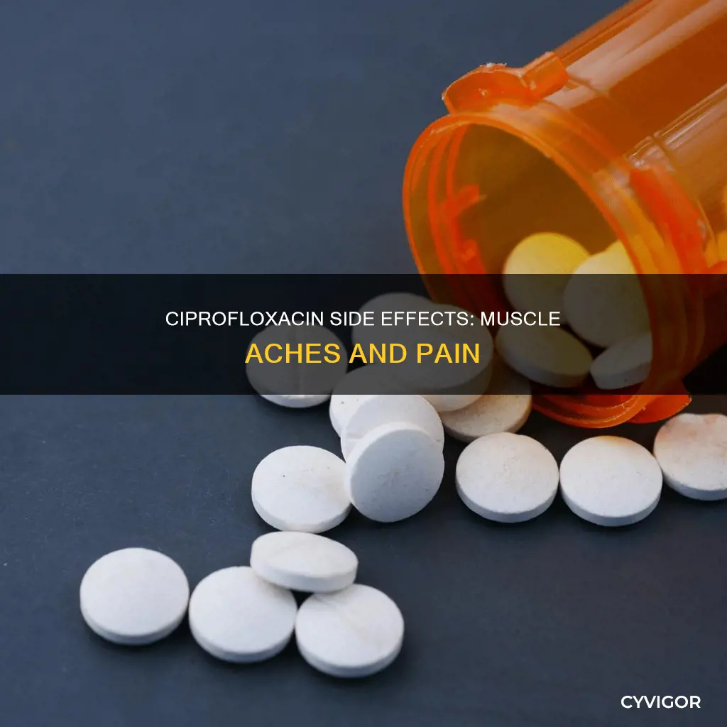 can ciprofloxacin cause muscle aches