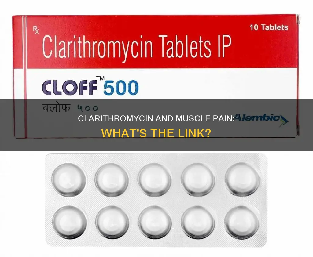 can clarithromycin cause muscle pain
