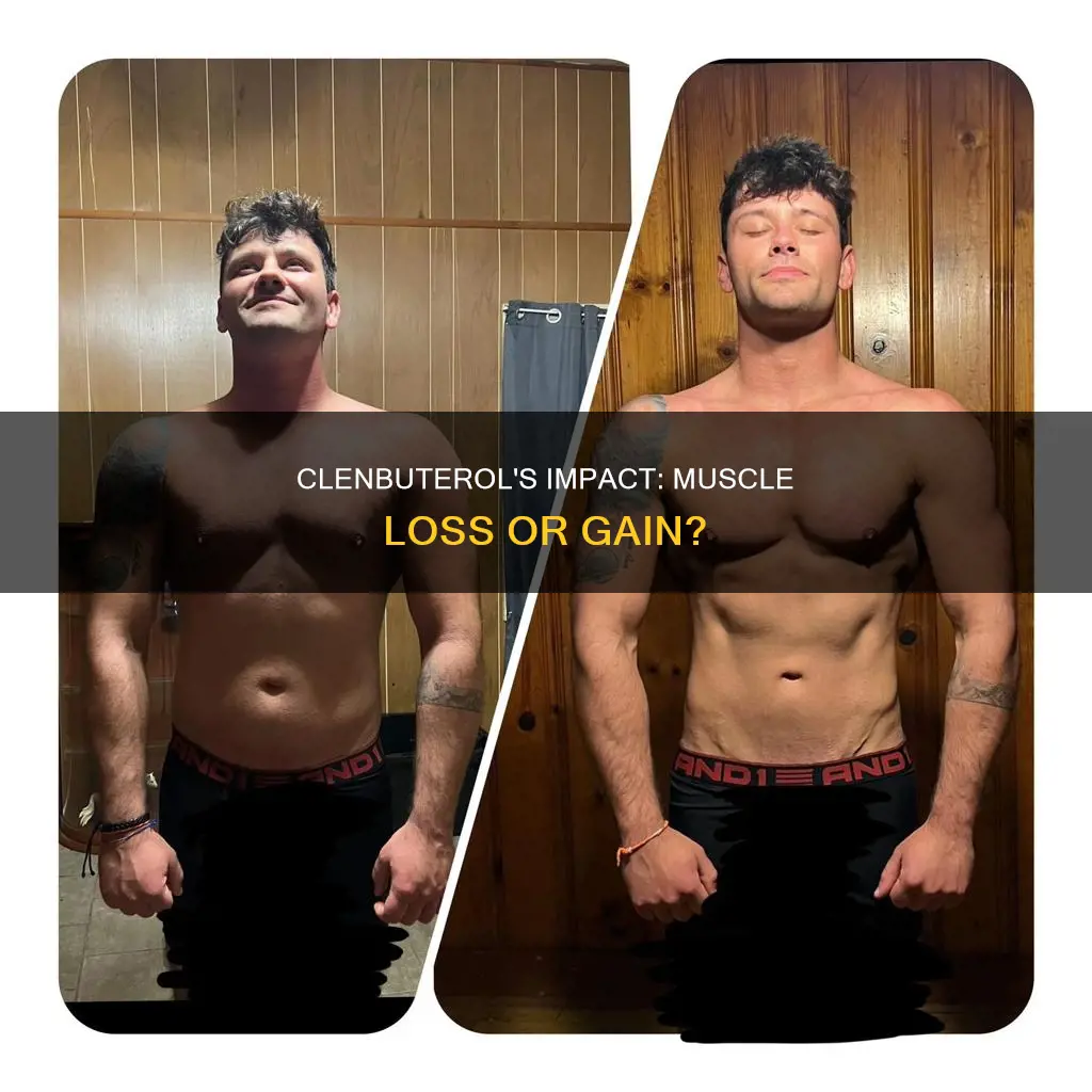 can clenbuterol cause muscle loss