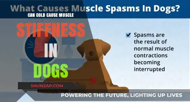 Cold Weather and Muscle Stiffness in Dogs