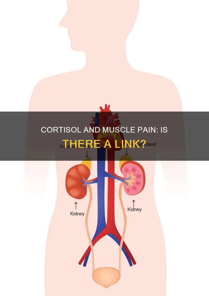 can cortisol cause muscle pain