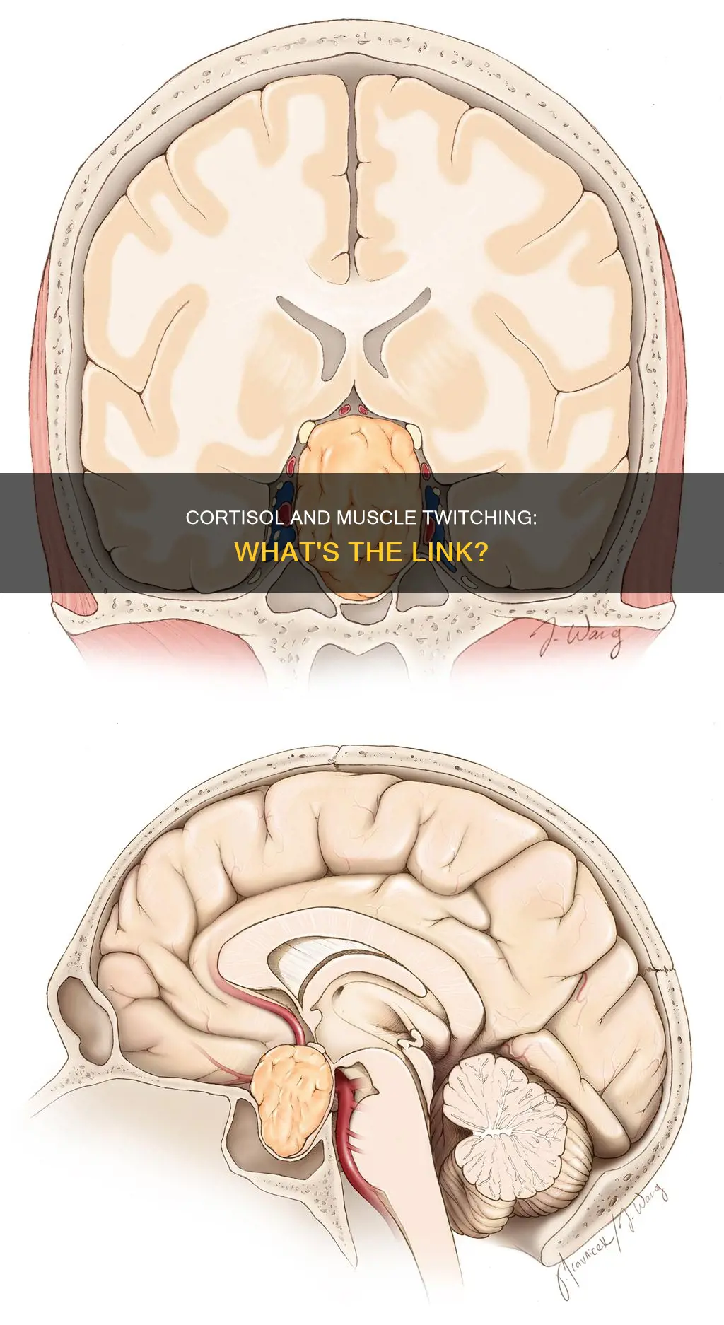 can cortisol cause muscle twitching