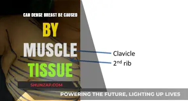 Muscle Tissue and Dense Breasts: What's the Link?