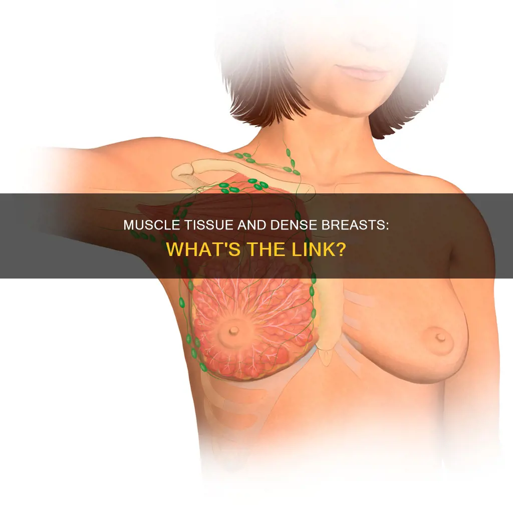 can dense breast be caused by muscle tissue