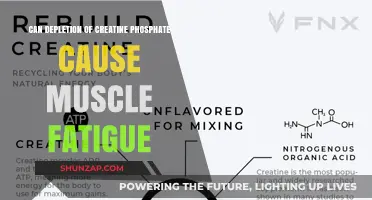 How Creatine Phosphate Loss Leads to Muscle Fatigue