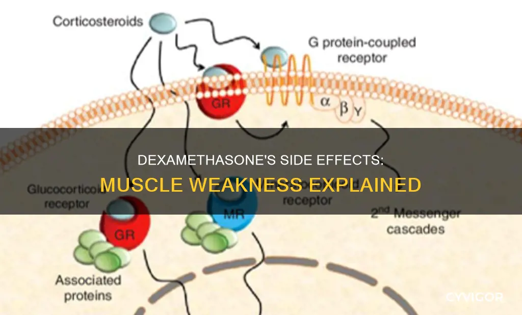 can dexamethasone cause muscle weakness
