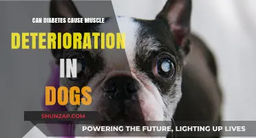 Diabetes and Muscle Loss in Dogs: What's the Link?
