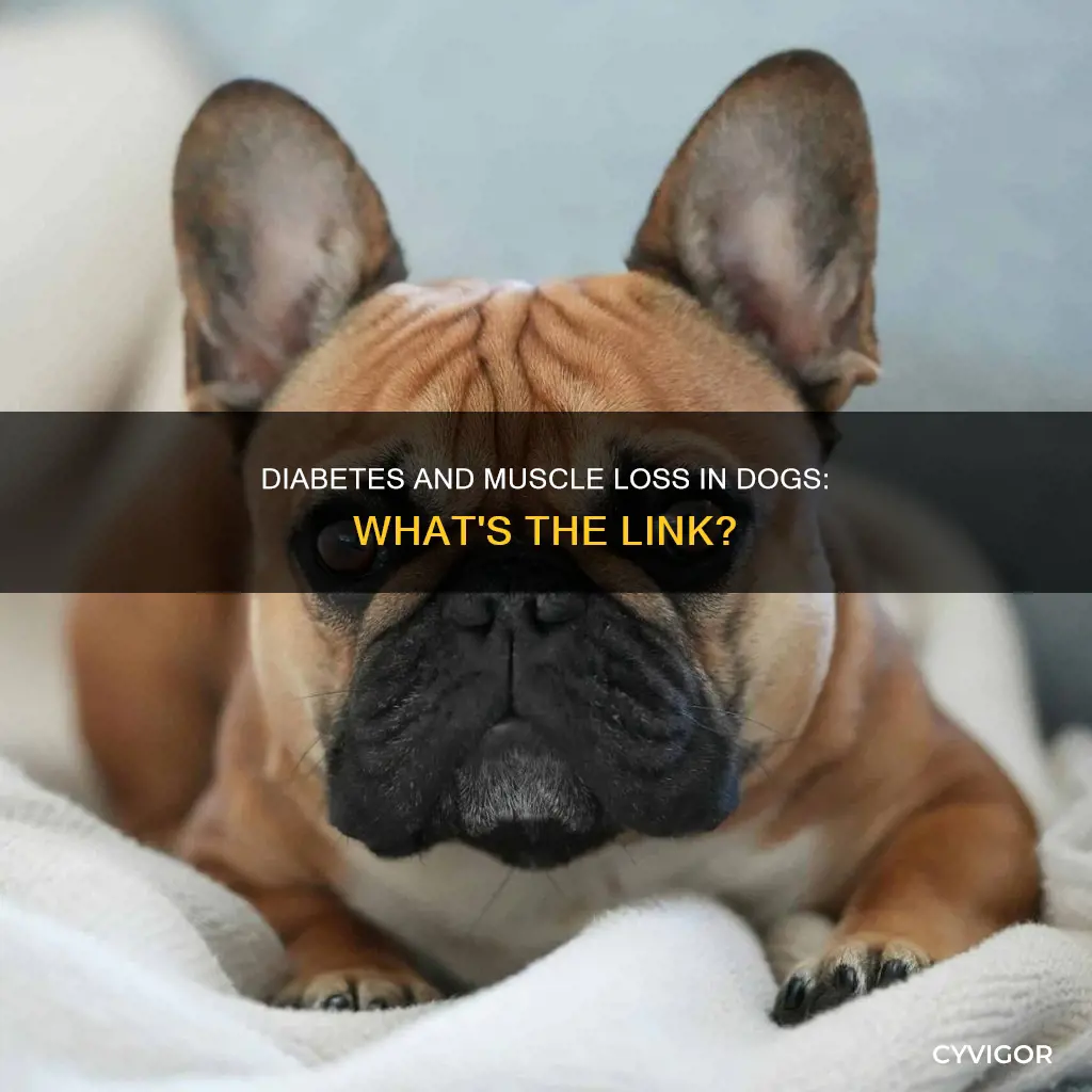 can diabetes cause muscle deterioration in dogs