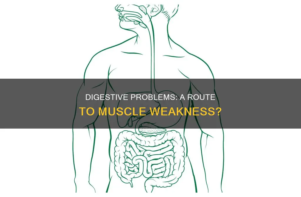 can digestive problems cause muscle weakness