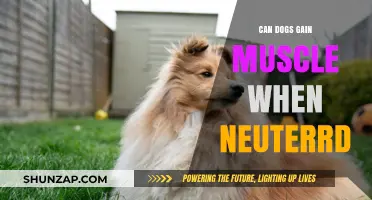 Can Neutered Dogs Build Muscle? Facts and Tips for Pet Owners