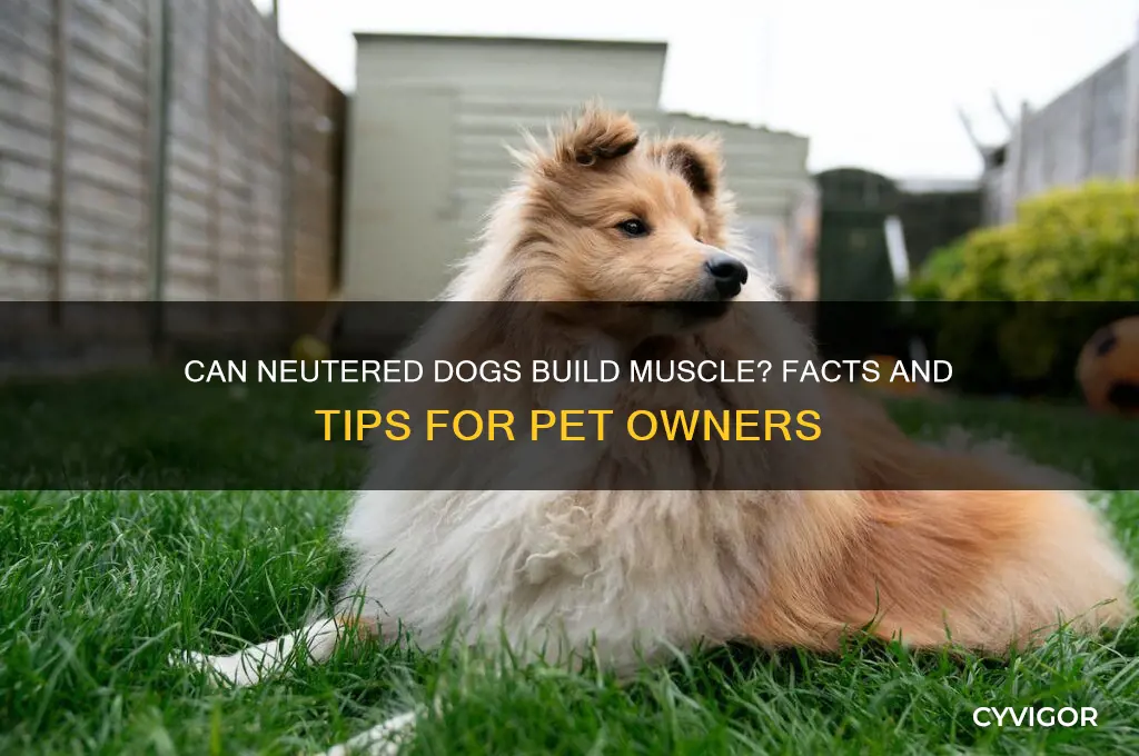 can dogs gain muscle when neuterrd
