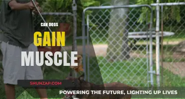 Can Dogs Gain Muscle? Unlocking Canine Fitness and Strength Secrets
