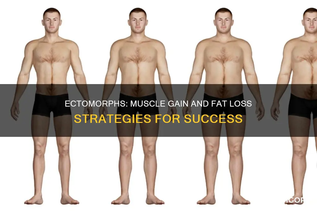 can ectomorphs gain muscle and lose fat