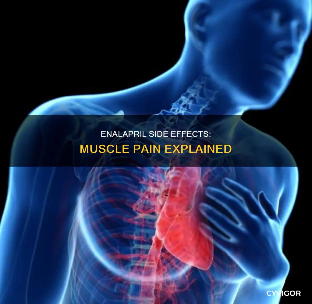 can enalapril cause muscle pain