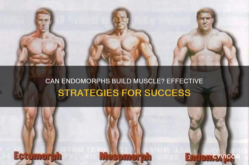 can endomorphs gain muscle